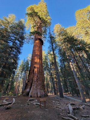 Big Trees Trail