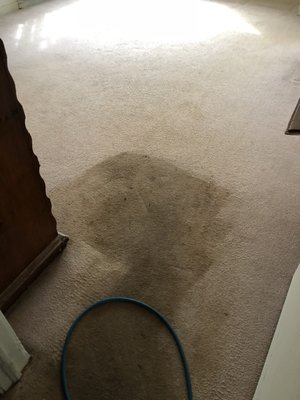 Carpet cleaning