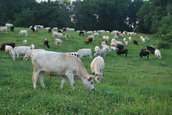 Baseline Farm cows grazing on open pasture.