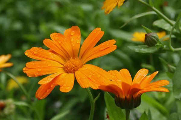 Calendula Flower