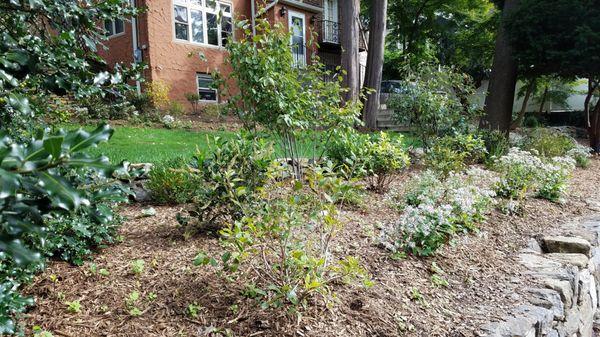 Dobbs Ferry front foundation and roadside plantings with native plant beauties!