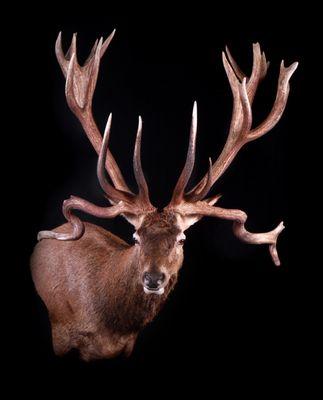 Unique red stag i hunted down in New Zealand, very amazing antlers