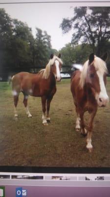 2 kid safe ponies, big enough for mother daughter rides.