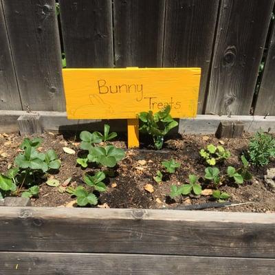 Our garden.  We have a bunny, too!