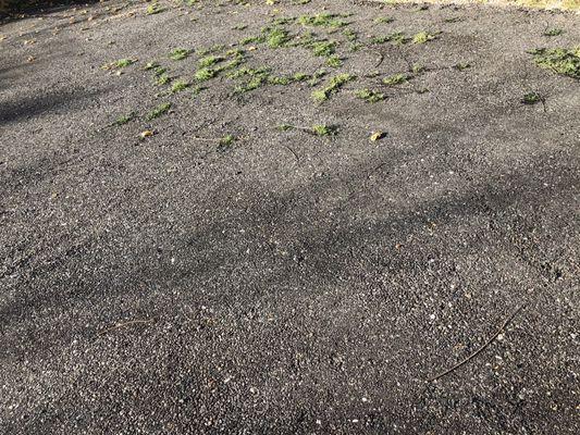 Tons of weeds through asphalt