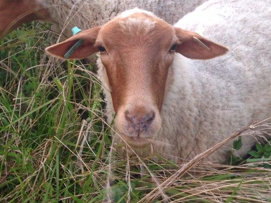 Our flock of 100% Grassfed sheep