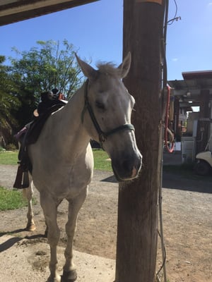 Horseback riding to help special needs kids