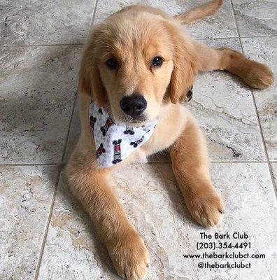 Sammy's first groom! We specialize in puppies & seniors