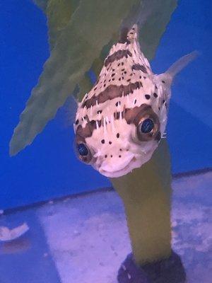 Puffer, great selection. Healthy and gorgeous