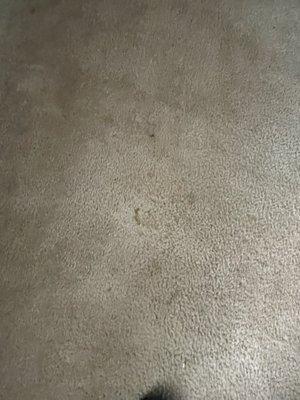 Carpet after cleaning