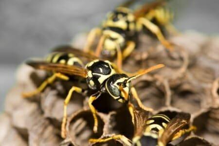 Wasp Control