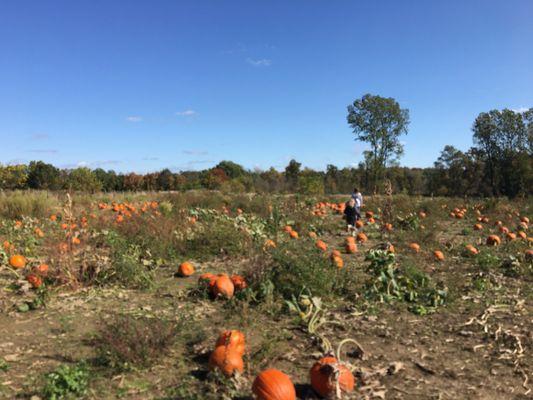 Pumpkin Field... Pick your own off the vine.