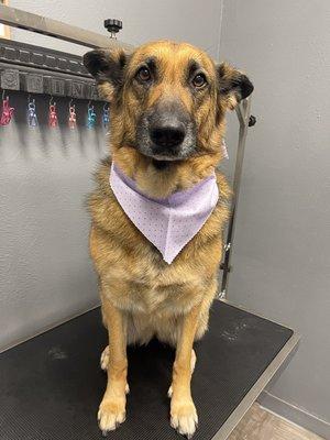 Bath, brushed and fur blow-out, ready for pick-up!