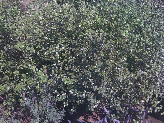 Pittosporum 'Silver Sheen" 5g.