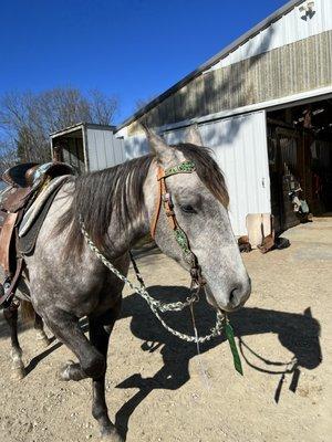 Oakwood Manor Horse Stable