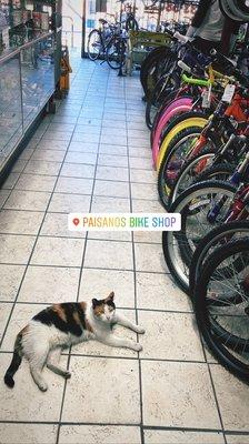 Paisano's Bike Shop