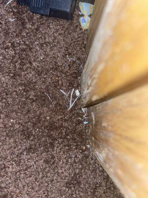 Carpet fibers. All of the rip areas looked like this in 2019. Then spread.