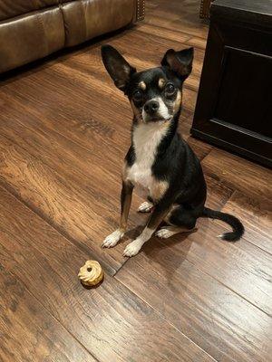 Practicing "leave it" with his graduation pupcake!