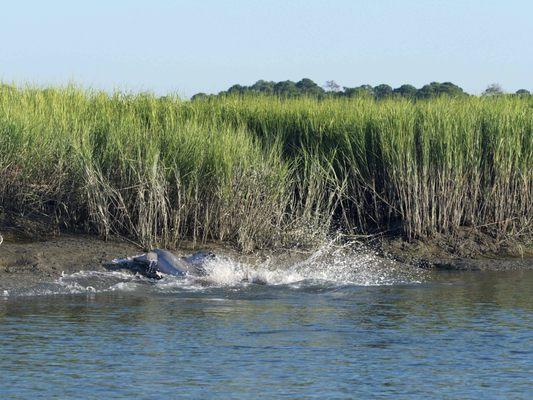 Dolphins strand feeding on on Beaufort, SC boat tour.