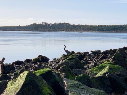 Heron by the bay