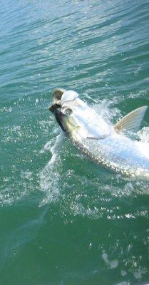 Tarpon