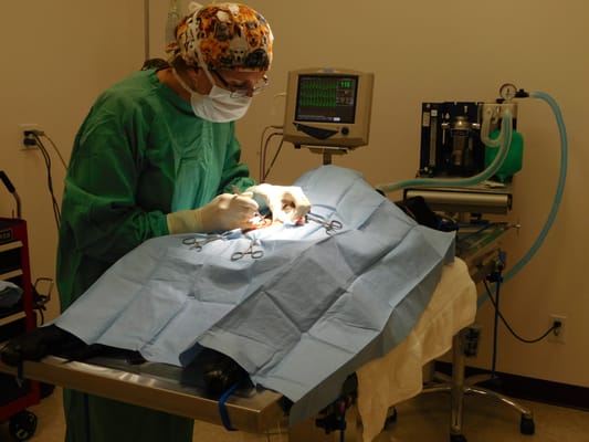 We have a complete surgery unit for your pets surgical needs.