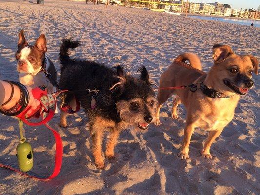 The pups wanted to get their paws in the sand.