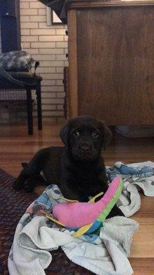 Puppy Oden loves playtime!