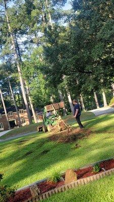 Stump removal and root cleanup