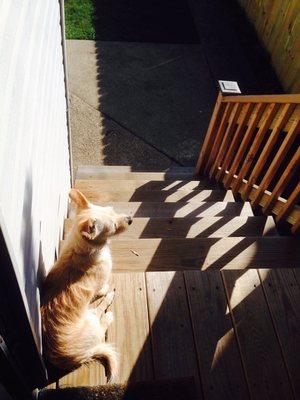 Rebuilt back stairs/patio, new privacy fence