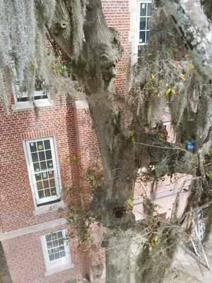 Taking down tree next to historic building