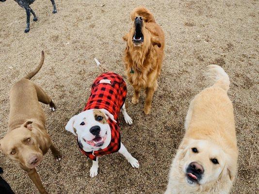 Curry made friends at the ranch!