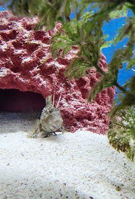 Cute blenny w its cilli (those antennae-like protrusions) taken from the tank in the waiting room. Hurray for a dentist who's a diver!