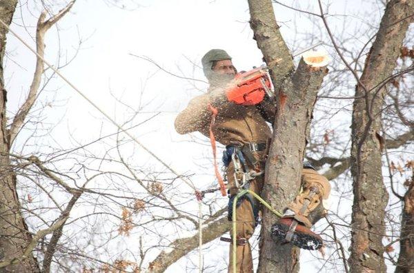 Family Tree Service and Landscape