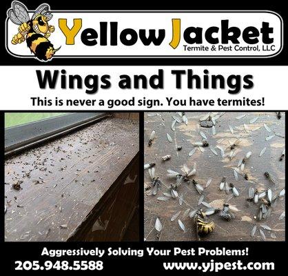 Yellow Jacket Termite & Pest Control