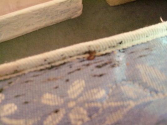 Bed bugs on Mattress Piping/edging