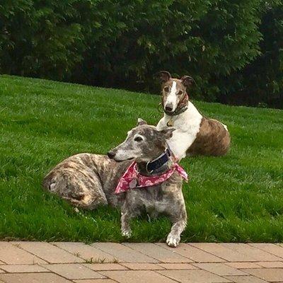 Mae Mae and Artie enjoying their yard.