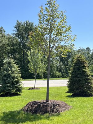 The trees that were replanted