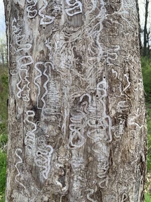 Worm "runes" (beetle larvae tracks), one of the signs of nature taking over this former golf course.