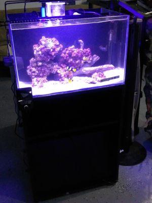 24 gallon display tank