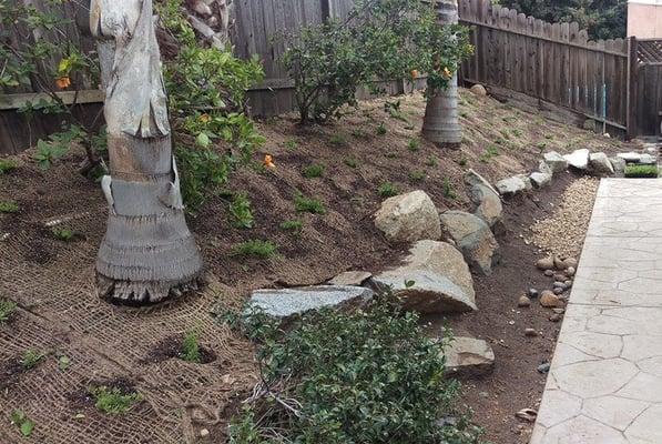 clearing of the hillside, mesh netting and myoporium planted. Will post a follow up photos after it grows!