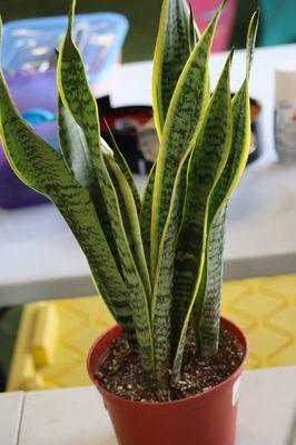 Snake plant