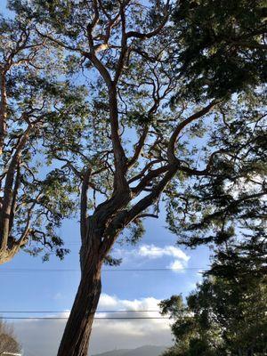 Excellent trimming away from the home & tree removal as well.