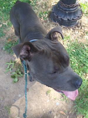 One of our trainees. At the park behaving .