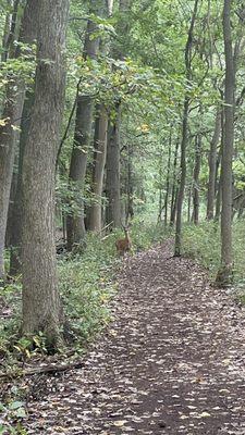 Deer on trail