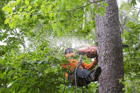 Tapia Tree Service