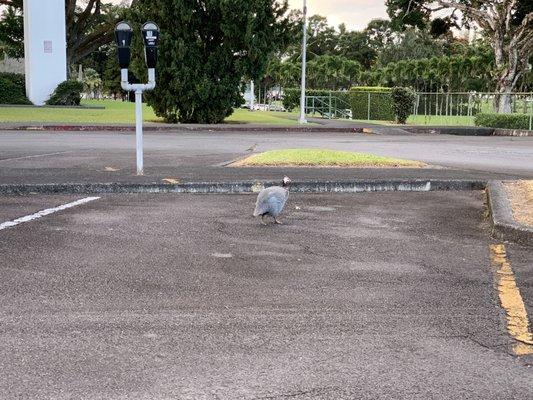 Masked bird