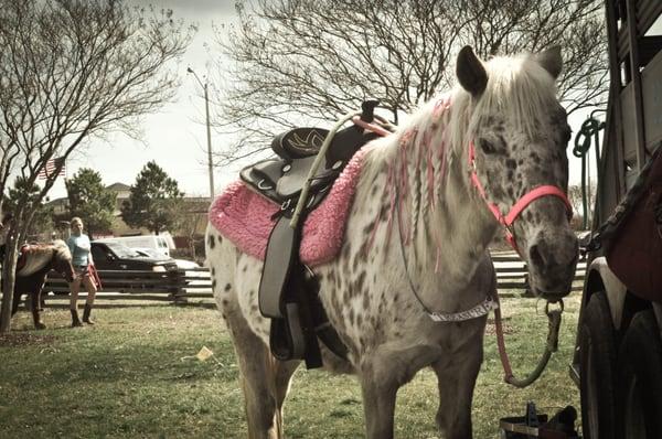 Our pony, Treasure at Virginia Beach Farmer's Market. Spring 2014