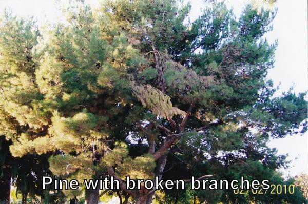 Pine with broken branches