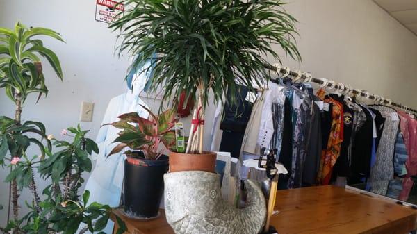 Inside the shop, there is a bird sound and nice plants when you walk in